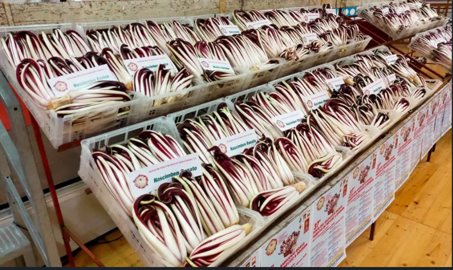 Festa del Radicchio Rosso di Treviso
